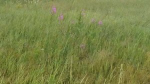 Собираем Иван чай в поле!! Природа Украины!