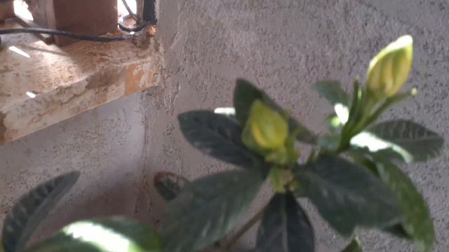 بخطوات بسيطه أحصل على أزهار الجاردينيا طول العام/gardenia tree/أزهار الجاردينيا/العناية بالجاردينيا смотреть онлайн