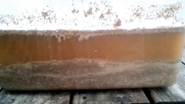 Why And How I Ferment The Feed For My Chicks.