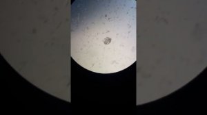 Улитка Неретина зебра. Личинки. Разведение.