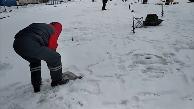 Клёвое место(Савельево), БЛЕСНА В ПРИОРИТЕТЕ!, ОБЗОР ПОИМОК ФОРЕЛИ смотреть онлайн