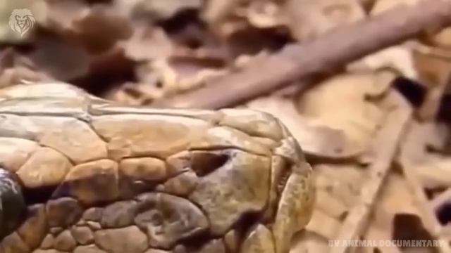 Extreme fight Big Leopard vs Lion, Wild Animals Attack смотреть онлайн