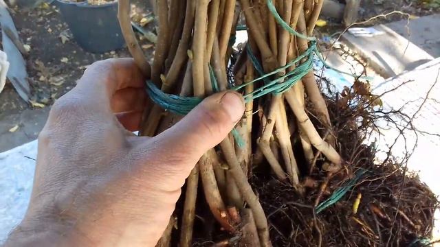 Фундук Трапезунд.Посылка и все о ней. смотреть онлайн