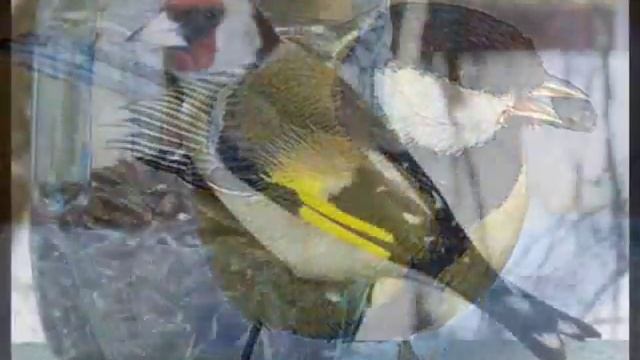 птицы летнего сада смотреть онлайн