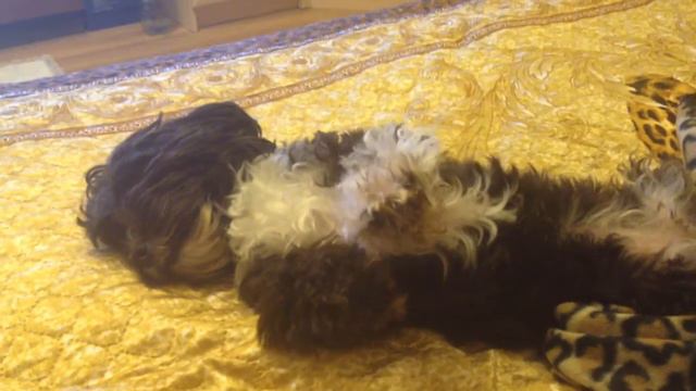 Спят усталые игрушки... смотреть онлайн