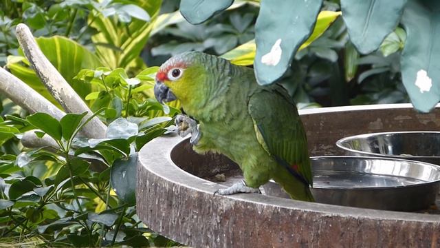Hong Kong 2014 (part 2). Ocean Park, Victoria Peak, Peak Tram смотреть онлайн