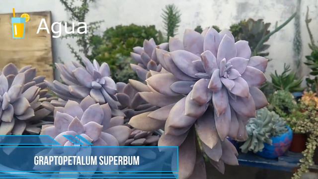 Dos #suculentas lila que no deben faltar en tu colección E. Perle Von Nurnber/Graptopetalum Superbu смотреть онлайн