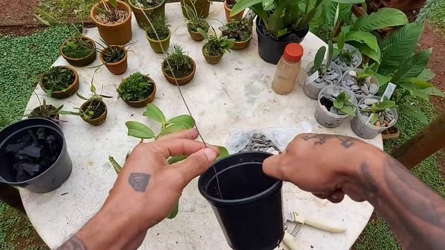 SALVANDO UMA CATTLEYA NOBILIOR SEM RAIZ!!! смотреть онлайн