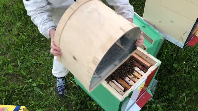 Техника посадки роя пчел в улей из роевни