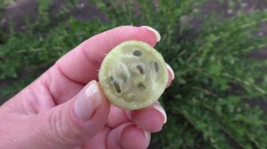 ИНВИКТА крыжовник.