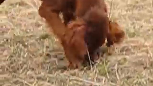 Irish Red Setter Maya Dancing смотреть онлайн