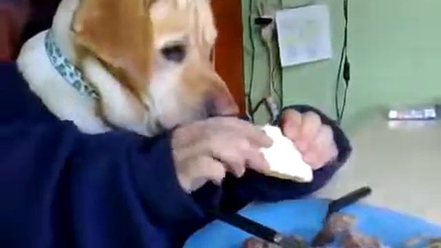 Вот так кушает моя собака смотреть онлайн