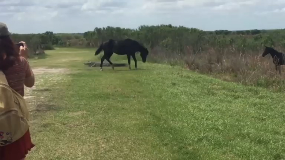 Лошадь атаковала аллигатора смотреть онлайн