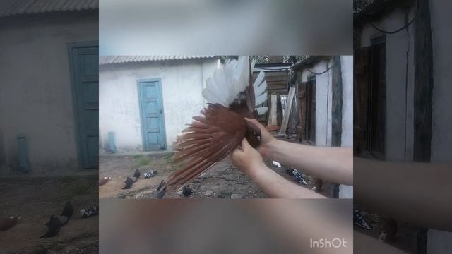 Обзор голубей дедушки! г. Горловка