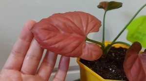 Сингониум Orm Nak