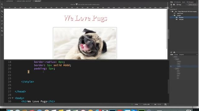 Pug Website Video 2 смотреть онлайн