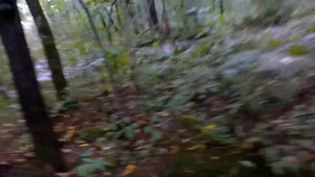 После тайфуна в тайгу за кедровым орехо. Сбор кедрового и маньчжурского ореха. смотреть онлайн