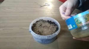 Посев мыльнянки (сапонарии) на рассаду