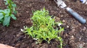 Немезия  .Посадка Немезии в открытый грунт