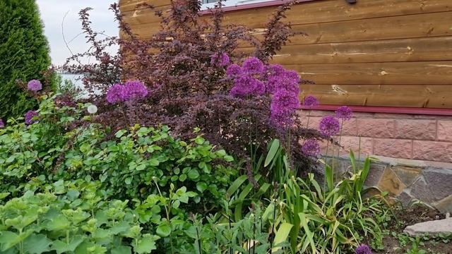 Прогулка по саду. Луки и Ирисы- плюсы и минусы растений. смотреть онлайн