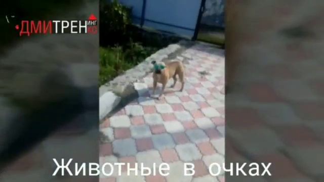 Животные в очках