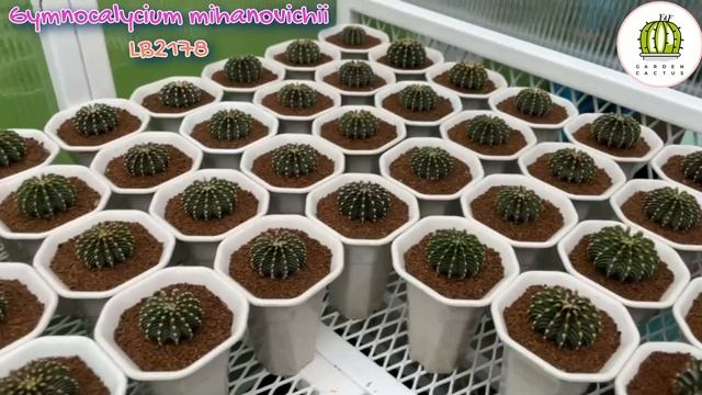 Gymnocalycium mihanovichii LB2178 Agua Dulce By F&F Garden Cactus смотреть онлайн