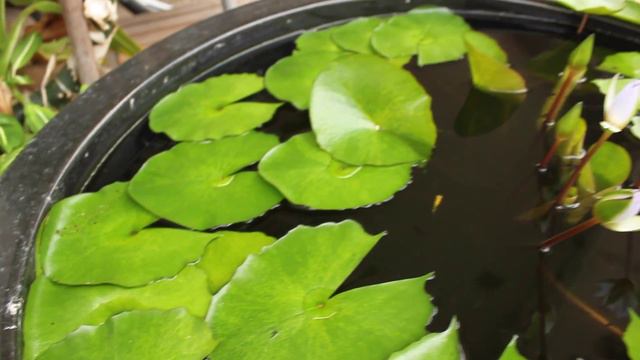 Self-Cleaning Eco Friendly Lotus Flower Fish Tank смотреть онлайн