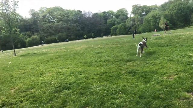 Эта грациозная и умная собака породы Уиппет, познакомьтесь ! смотреть онлайн