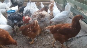 Куры несушки Легорн,Ломан Браун,Доминант,Голошейка/куры леггорн