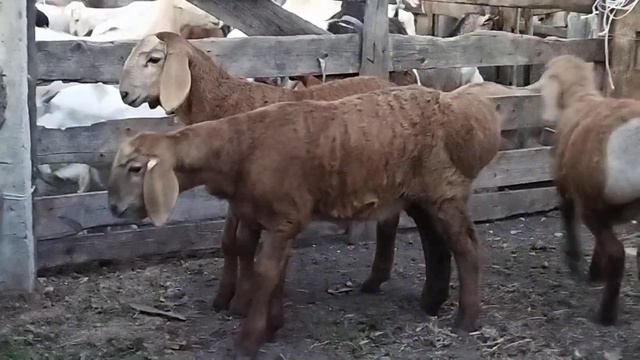Баранчики от Шаха +79054444790 Россия Ставропольский край