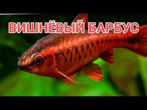 ВИШНЁВЫЙ БАРБУС. СОДЕРЖАНИЕ В АКВАРИУМЕ , КОРМЛЕНИЕ И РАЗВЕДЕНИЕ