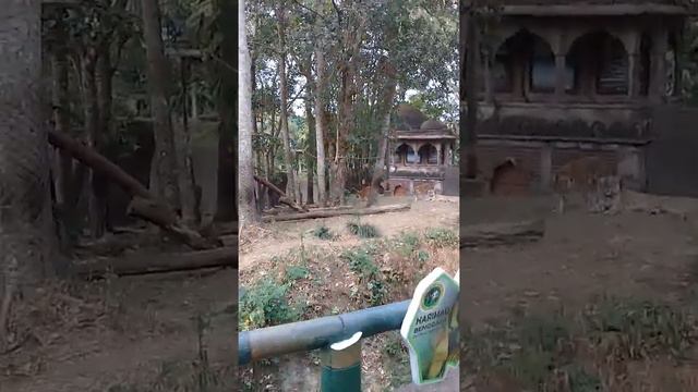 Harimau Mau Kawin Tapi Gagal смотреть онлайн