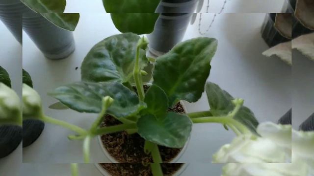 МОИ ФИАЛОЧКИ НА РАБОТЕ смотреть онлайн