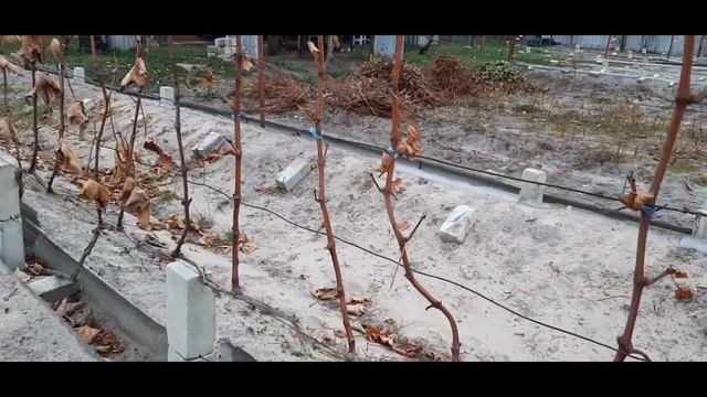 Бич виноградарства Недозревшая лоза Общие правила Аркадия