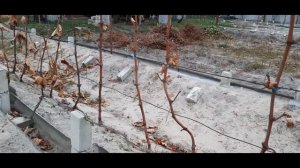 Бич виноградарства Недозревшая лоза Общие правила Аркадия