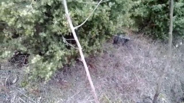 Фундук.Формировка штамбом 3-х летки.Сорта Шедевр и Екатерина. смотреть онлайн