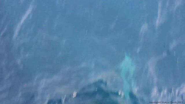 Игры дельфинов в Красном море смотреть онлайн