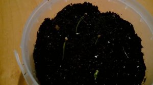 Дихондра/ Посев семян/ Всходы