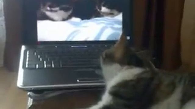 Кот скучает... смотреть онлайн