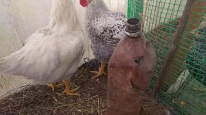 Подозрение на рахит, кривые пальцы у цыплят