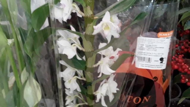 ОРХИДЕИ О"КЕЙ Санкт - Петербург 20 декабря 2022 смотреть онлайн