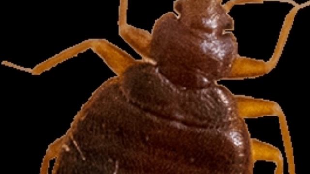 KLAPA HAQIDA,UYINGIZGA QAYERDAN KELADI,KLAPA NIMA смотреть онлайн