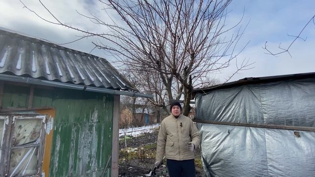 Обрезка абрикоса весной ! Как обрезать абрикосу весной ? Дача своими руками !Укоротил абрикосу! смотреть онлайн