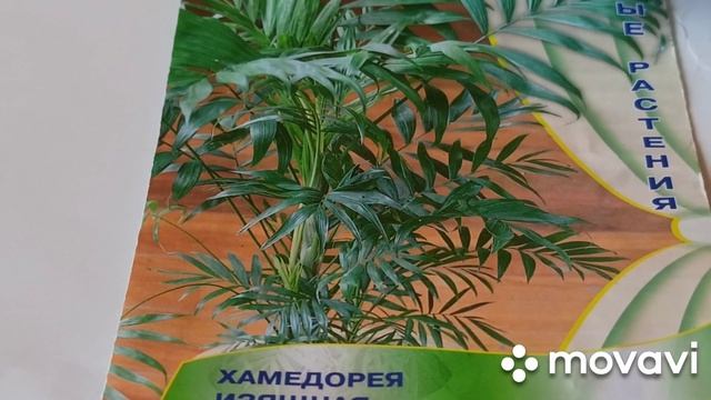 Пальма хамедорея изящная уруғларини экиш. смотреть онлайн