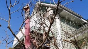 Видео журнал «Сады в отличной форме №13» Формирование сирени. Урок №2