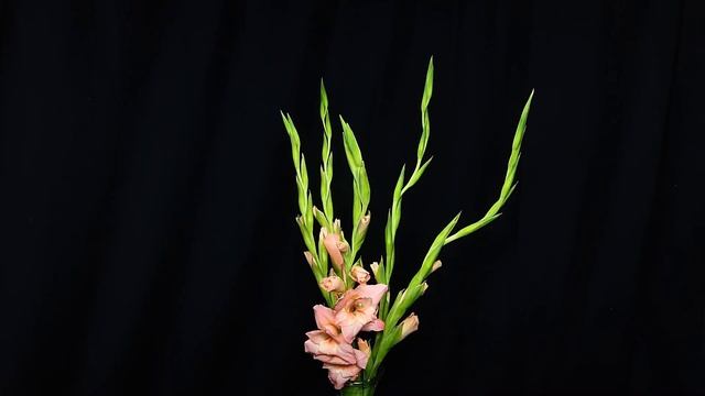 Gladioli - Time Lapse смотреть онлайн