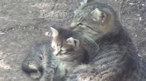 кошка и котенок   взаимная любовь