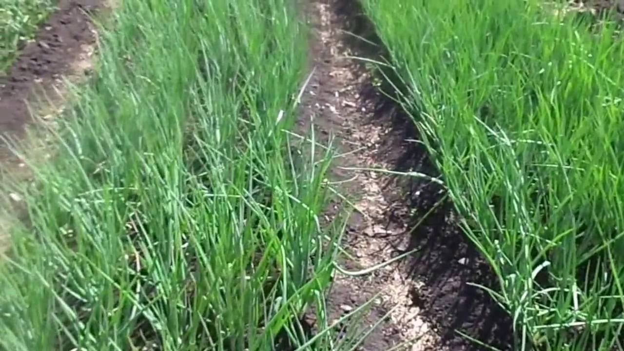 Эффективные Способы Борьбы с Луковой Мухой. смотреть онлайн