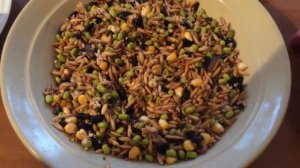 Чем кормить попугая? Кормление попугаев во время разведения