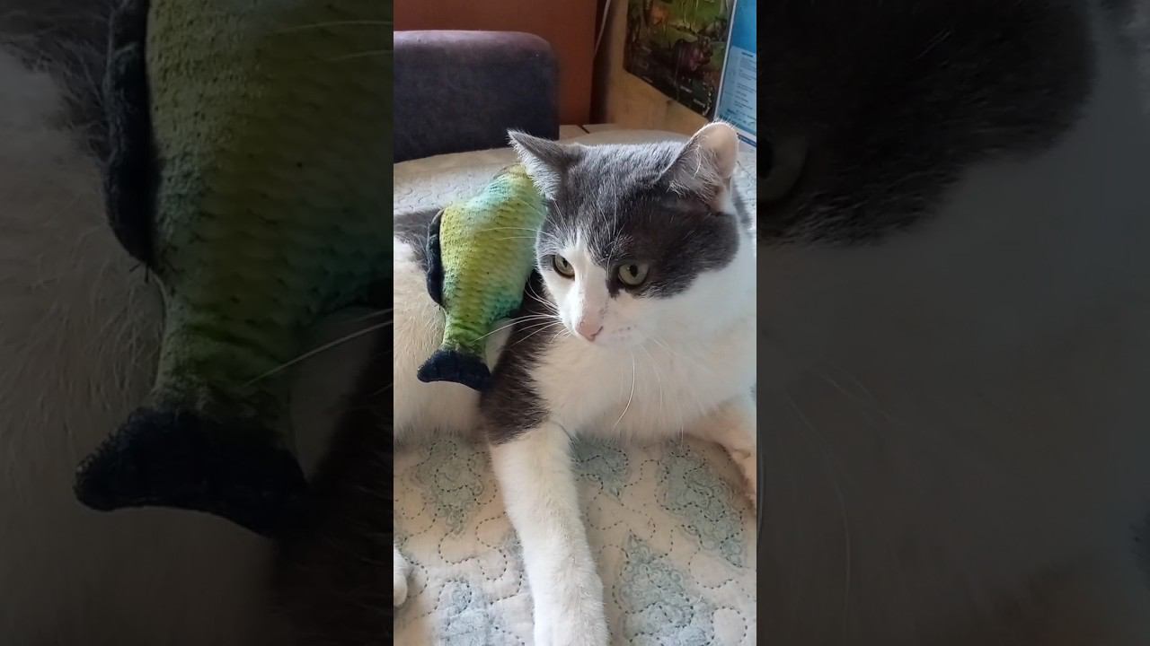 Наш котик Мурзик #любовь #добро #кот #мурзик смотреть онлайн